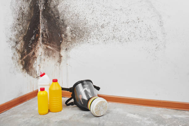 Best Mold Testing  in Mount Plymouth, FL