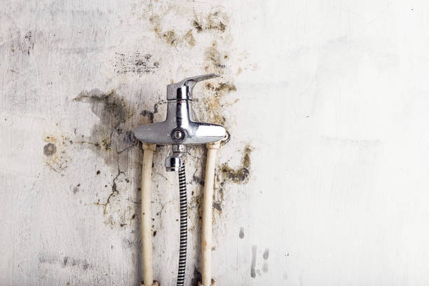 Best Toxic Mold Removal  in Mount Plymouth, FL