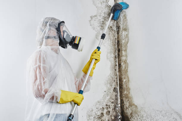 Best Commercial Mold Removal  in Mount Plymouth, FL