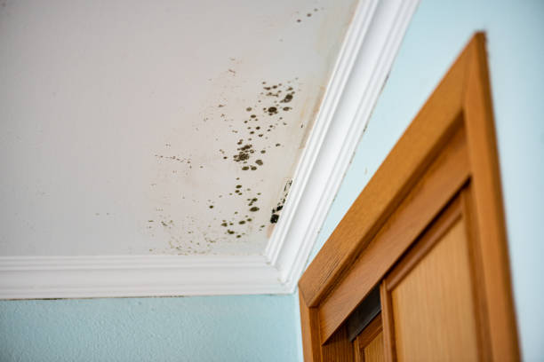Best Mold Removal and Inspection  in Mount Plymouth, FL
