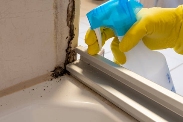 Best Fast Mold Removal  in Mount Plymouth, FL
