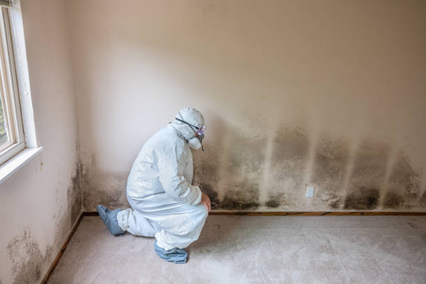 Mold Removal and Inspection in Mount Plymouth, FL