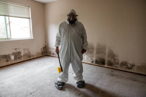 Trusted Mount Plymouth, FL Mold Removal Experts
