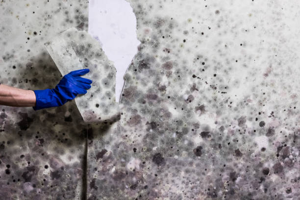 Best Local Mold Removal Service  in Mount Plymouth, FL
