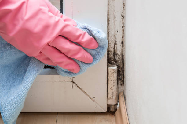 Best Mold Testing  in Mount Plymouth, FL