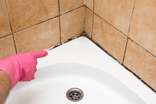 Best Same-Day Mold Removal  in Mount Plymouth, FL
